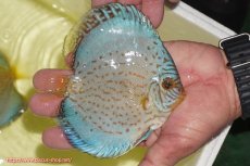 画像3: 【ディスカス】【通販】リフレクションDコバルト（ハイフォーム　ラインパターン）【個体販売】12cm（生体）マレーシア　NAディスカスファーム (3)