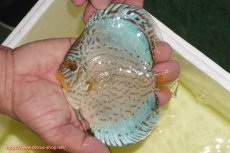 画像1: 【ディスカス】【通販】リフレクションDコバルト（ハイフォーム　ラインパターン）【個体販売】12cm（生体）マレーシア　NAディスカスファーム (1)