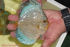 画像2: 【ディスカス】【通販】リフレクションDコバルト（ハイフォーム　ラインパターン）【個体販売】12cm（生体）マレーシア　NAディスカスファーム (2)