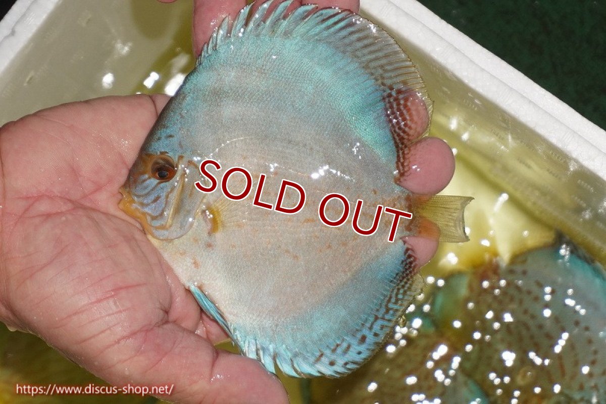 画像1: 【ディスカス】【通販】リフレクションDコバルト（ハイフォーム　ラインパターン）【個体販売】12cm（生体）マレーシア　NAディスカスファーム (1)