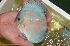 画像1: 【ディスカス】【通販】リフレクションDコバルト（ハイフォーム　ラインパターン）【個体販売】12cm（生体）マレーシア　NAディスカスファーム (1)