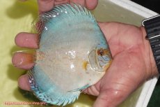 画像2: 【ディスカス】【通販】リフレクションDコバルト（ハイフォーム　ラインパターン）【個体販売】12cm（生体）マレーシア　NAディスカスファーム (2)