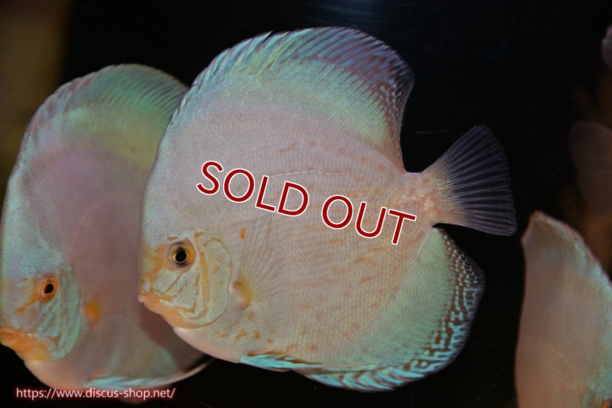 画像1: 【決算セール クーポンご利用で更に10％OFF対象商品】【ディスカス】【通販】リフレクションDコバルト（ハイフォーム　ラインパターン）【個体販売】12cm（生体）マレーシア　NAディスカスファーム (1)