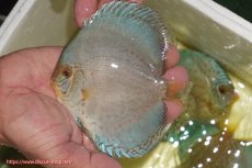 画像1: 【ディスカス】【通販】リフレクションDコバルト（ハイフォーム　ラインパターン）【個体販売】12cm（生体）マレーシア　NAディスカスファーム (1)