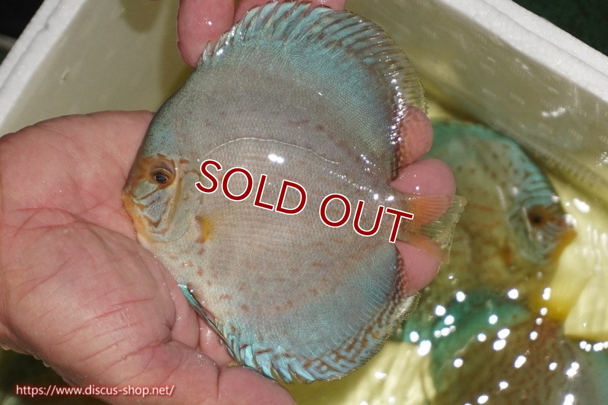 画像2: 【決算セール クーポンご利用で更に10％OFF対象商品】【ディスカス】【通販】リフレクションDコバルト（ハイフォーム　ラインパターン）【個体販売】12cm（生体）マレーシア　NAディスカスファーム (2)