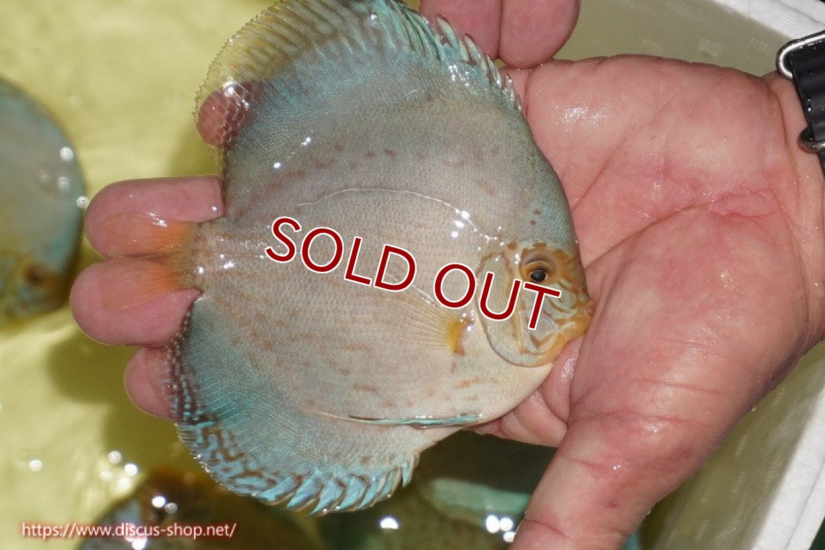 画像3: 【決算セール クーポンご利用で更に10％OFF対象商品】【ディスカス】【通販】リフレクションDコバルト（ハイフォーム　ラインパターン）【個体販売】12cm（生体）マレーシア　NAディスカスファーム (3)