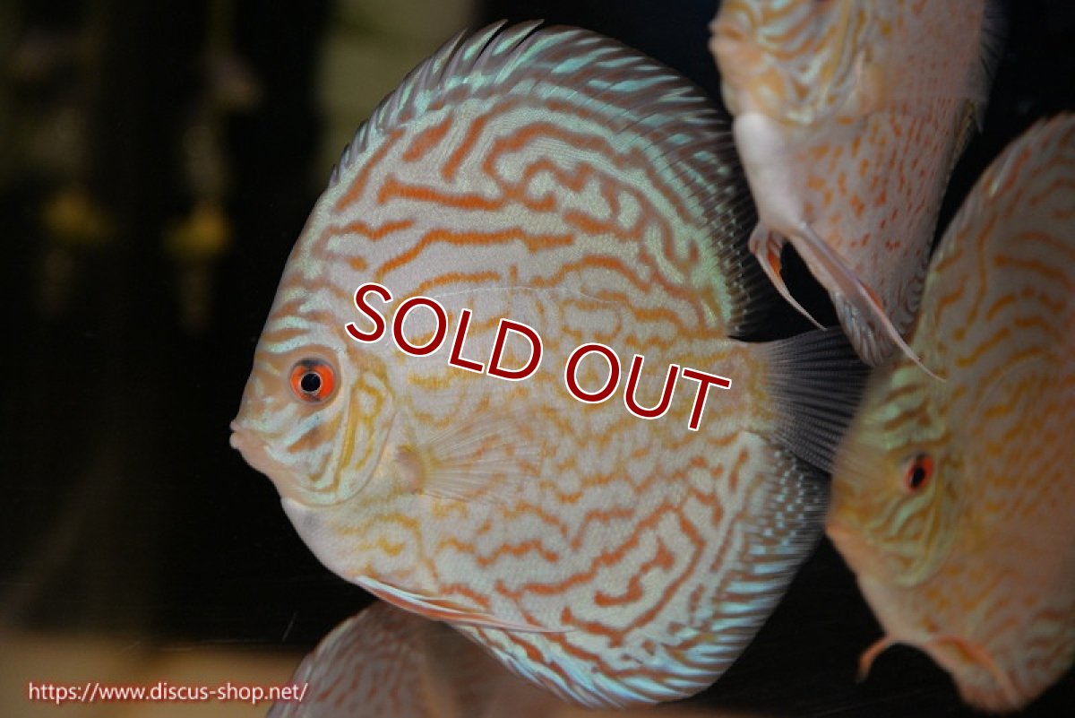 画像1: 【決算セール クーポンご利用で更に10％OFF対象商品】【ディスカス】【通販】アルタムロイヤルブリリアント（ハイフォーム）【個体販売】12cm（生体）マレーシア　NAディスカスファーム (1)