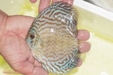 画像1: 【ディスカス】【通販】アルタムロイヤルブリリアント（ハイフォーム）【個体販売】12cm（生体）マレーシア　NAディスカスファーム (1)