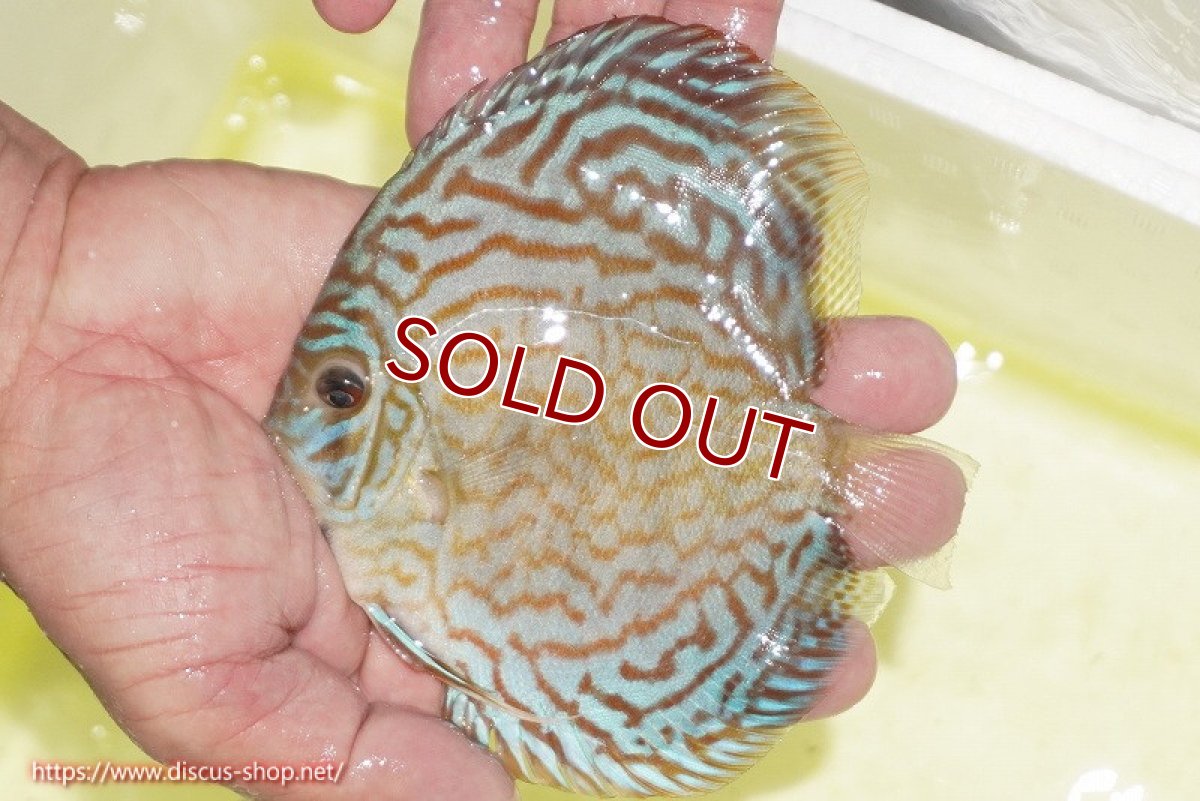 画像2: 【決算セール クーポンご利用で更に10％OFF対象商品】【ディスカス】【通販】アルタムロイヤルブリリアント（ハイフォーム）【個体販売】12cm（生体）マレーシア　NAディスカスファーム (2)