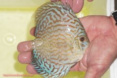 画像2: 【ディスカス】【通販】アルタムロイヤルブリリアント（ハイフォーム）【個体販売】12cm（生体）マレーシア　NAディスカスファーム (2)