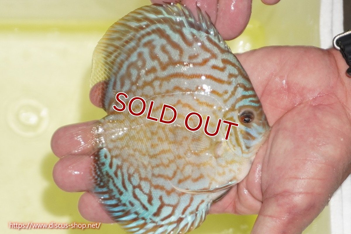 画像3: 【決算セール クーポンご利用で更に10％OFF対象商品】【ディスカス】【通販】アルタムロイヤルブリリアント（ハイフォーム）【個体販売】12cm（生体）マレーシア　NAディスカスファーム (3)