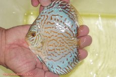 画像1: 【ディスカス】【通販】アルタムロイヤルブリリアント（ハイフォーム）【個体販売】12cm（生体）マレーシア　NAディスカスファーム (1)