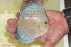 画像2: 【ディスカス】【通販】アルタムロイヤルブリリアント（ハイフォーム）【個体販売】12cm（生体）マレーシア　NAディスカスファーム (2)