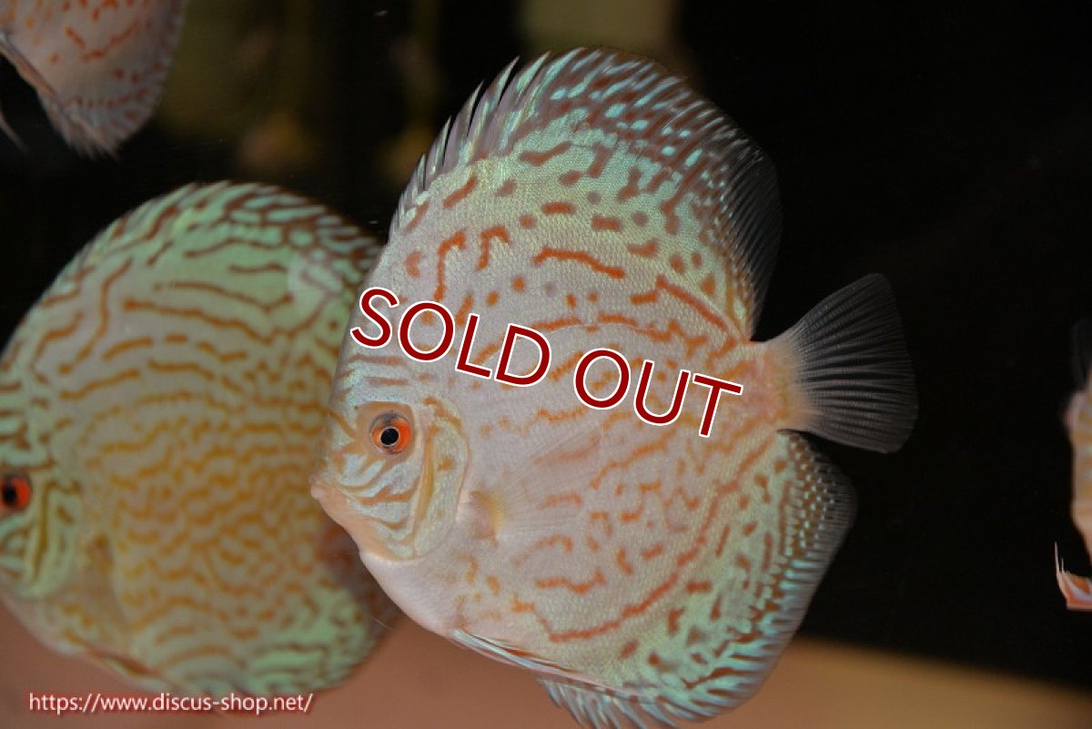 画像1: 【ディスカス】【通販】アルタムロイヤルブリリアント（ハイフォーム）【個体販売】12cm（生体）マレーシア　NAディスカスファーム (1)