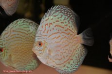 画像1: 【ディスカス】【通販】アルタムロイヤルブリリアント（ハイフォーム）【個体販売】12cm（生体）マレーシア　NAディスカスファーム (1)