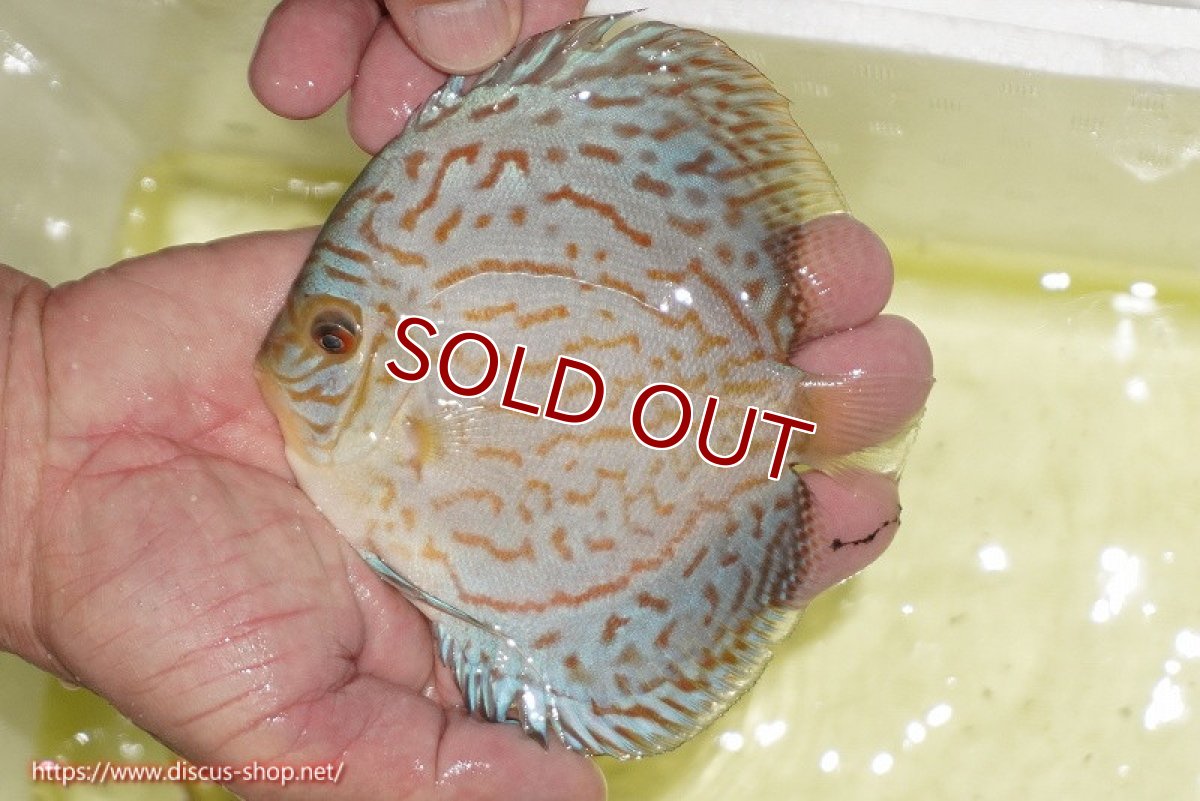 画像2: 【ディスカス】【通販】アルタムロイヤルブリリアント（ハイフォーム）【個体販売】12cm（生体）マレーシア　NAディスカスファーム (2)