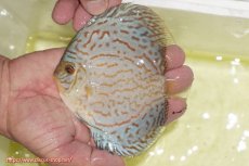 画像2: 【ディスカス】【通販】アルタムロイヤルブリリアント（ハイフォーム）【個体販売】12cm（生体）マレーシア　NAディスカスファーム (2)