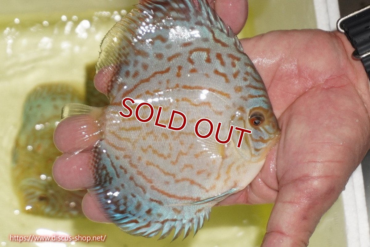 画像3: 【ディスカス】【通販】アルタムロイヤルブリリアント（ハイフォーム）【個体販売】12cm（生体）マレーシア　NAディスカスファーム (3)