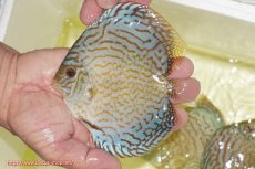 画像1: 【ディスカス】【通販】アルタムロイヤルブリリアント（ハイフォーム）【個体販売】12cm（生体）マレーシア　NAディスカスファーム (1)