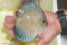 画像2: 【ディスカス】【通販】アルタムロイヤルブリリアント（ハイフォーム）【個体販売】12cm（生体）マレーシア　NAディスカスファーム (2)