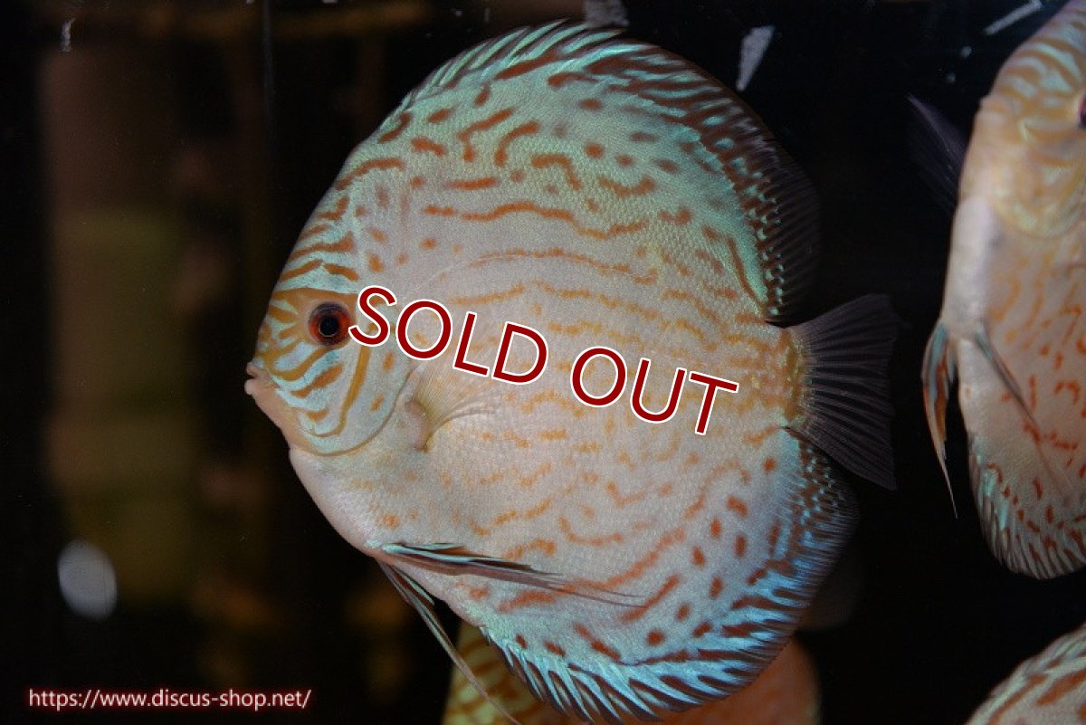 画像1: 【ディスカス】【通販】アルタムロイヤルブリリアント（ハイフォーム）【個体販売】12cm（生体）マレーシア　NAディスカスファーム (1)