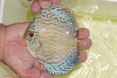 画像1: 【ディスカス】【通販】アルタムロイヤルブリリアント（ハイフォーム）【個体販売】12cm（生体）マレーシア　NAディスカスファーム (1)