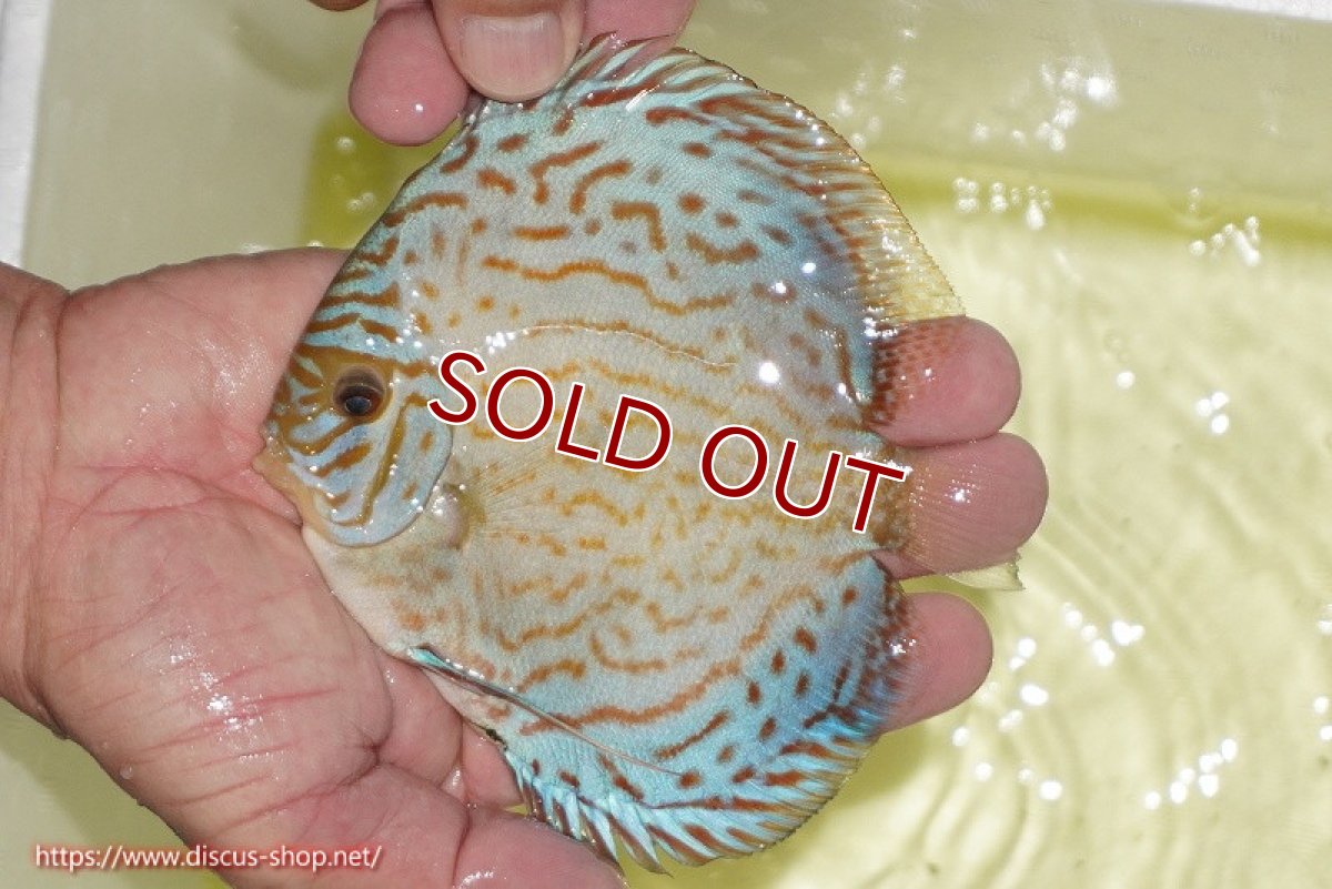 画像2: 【ディスカス】【通販】アルタムロイヤルブリリアント（ハイフォーム）【個体販売】12cm（生体）マレーシア　NAディスカスファーム (2)