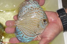 画像2: 【ディスカス】【通販】アルタムロイヤルブリリアント（ハイフォーム）【個体販売】12cm（生体）マレーシア　NAディスカスファーム (2)