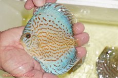 画像1: 【ディスカス】【通販】アルタムロイヤルブリリアント（ハイフォーム）【個体販売】12cm（生体）マレーシア　NAディスカスファーム (1)