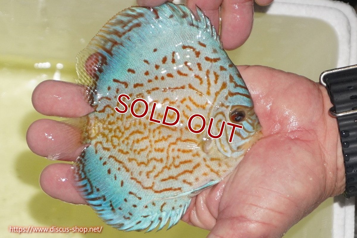 画像2: 【ディスカス】【通販】アルタムロイヤルブリリアント（ハイフォーム）【個体販売】12cm（生体）マレーシア　NAディスカスファーム (2)