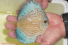 画像2: 【ディスカス】【通販】アルタムロイヤルブリリアント（ハイフォーム）【個体販売】12cm（生体）マレーシア　NAディスカスファーム (2)