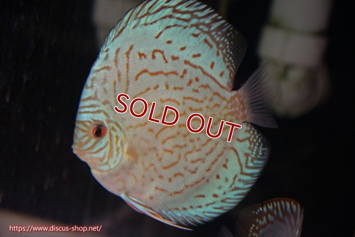 画像1: 【ディスカス】【通販】アルタムロイヤルブリリアント（ハイフォーム）【個体販売】12cm（生体）マレーシア　NAディスカスファーム (1)