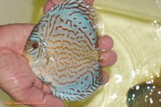 画像1: 【ディスカス】【通販】アルタムロイヤルブリリアント（ハイフォーム）【個体販売】12cm（生体）マレーシア　NAディスカスファーム (1)