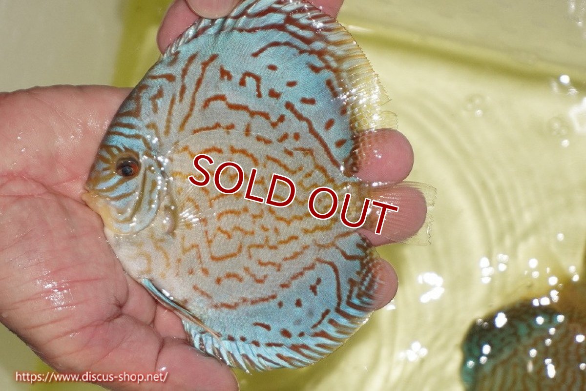 画像2: 【ディスカス】【通販】アルタムロイヤルブリリアント（ハイフォーム）【個体販売】12cm（生体）マレーシア　NAディスカスファーム (2)