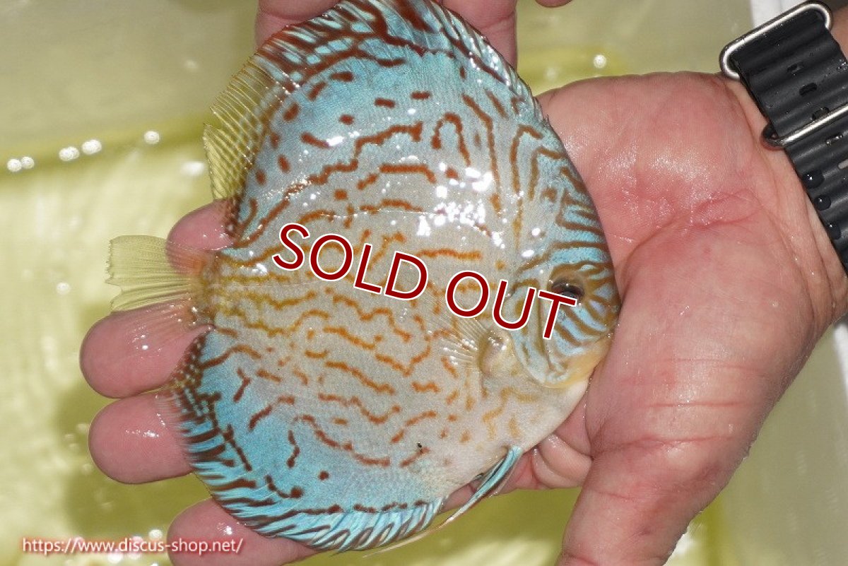 画像3: 【ディスカス】【通販】アルタムロイヤルブリリアント（ハイフォーム）【個体販売】12cm（生体）マレーシア　NAディスカスファーム (3)