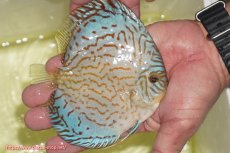 画像3: 【ディスカス】【通販】アルタムロイヤルブリリアント（ハイフォーム）【個体販売】12cm（生体）マレーシア　NAディスカスファーム (3)