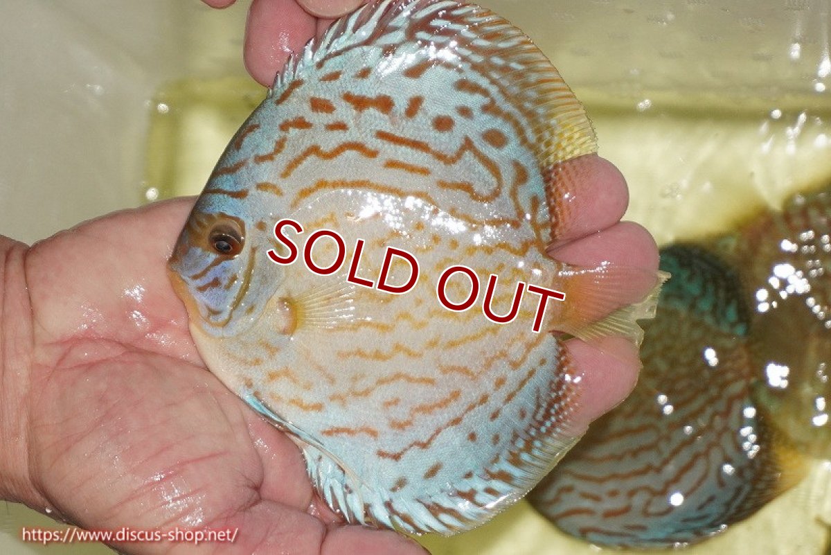 画像1: 【ディスカス】【通販】アルタムロイヤルブリリアント（ハイフォーム）【個体販売】12cm（生体）マレーシア　NAディスカスファーム (1)