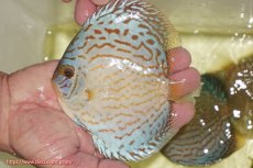 画像1: 【ディスカス】【通販】アルタムロイヤルブリリアント（ハイフォーム）【個体販売】12cm（生体）マレーシア　NAディスカスファーム (1)