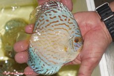 画像2: 【ディスカス】【通販】アルタムロイヤルブリリアント（ハイフォーム）【個体販売】12cm（生体）マレーシア　NAディスカスファーム (2)