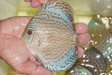 画像1: 【ディスカス】【通販】アルタムロイヤルブリリアント（ハイフォーム）【個体販売】12cm（生体）マレーシア　NAディスカスファーム (1)