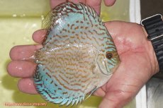 画像3: 【ディスカス】【通販】アルタムロイヤルブリリアント（ハイフォーム）【個体販売】12cm（生体）マレーシア　NAディスカスファーム (3)