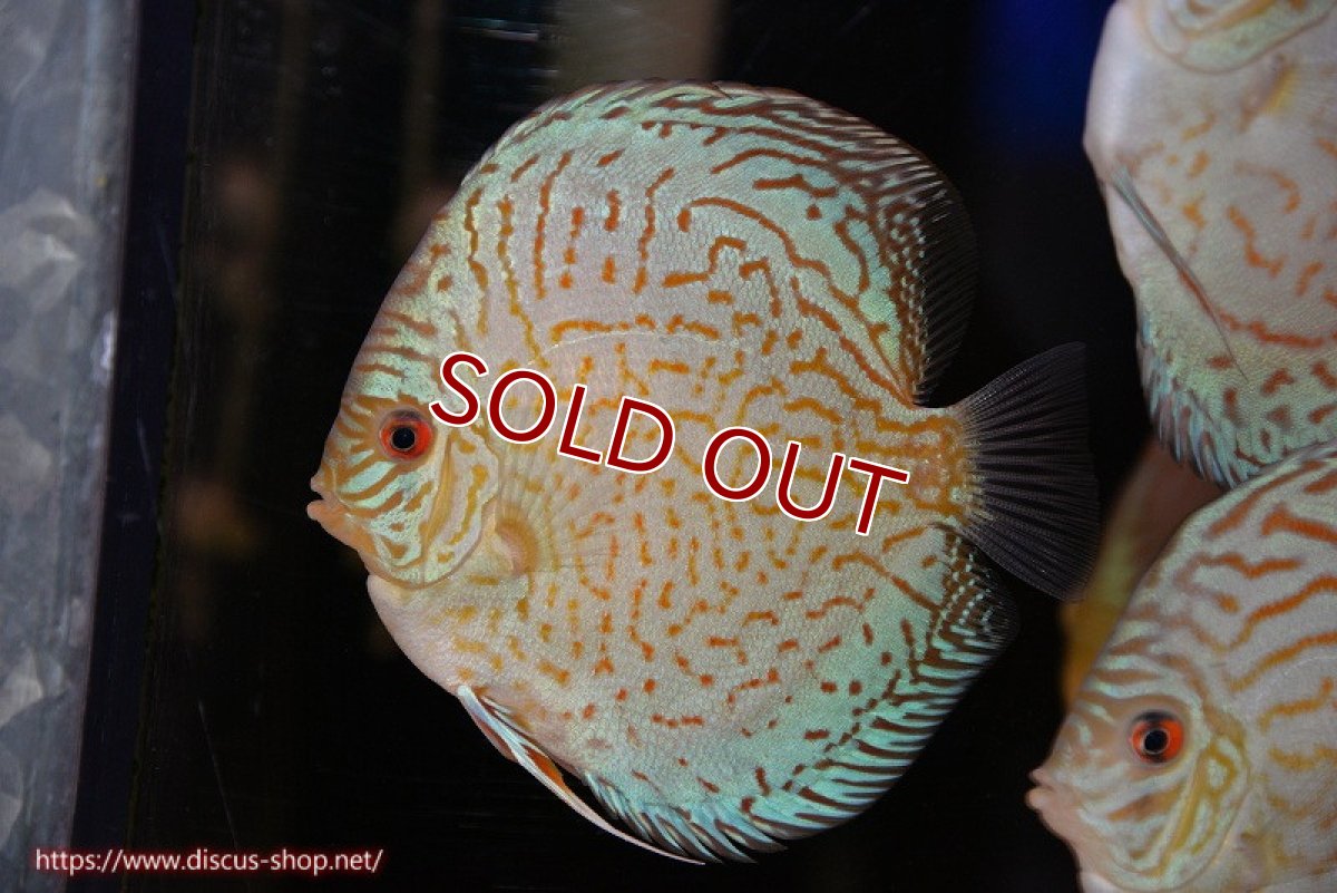 画像1: 【ディスカス】【通販】アルタムロイヤルブリリアント（ハイフォーム）【個体販売】12cm（生体）マレーシア　NAディスカスファーム (1)