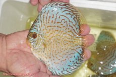 画像1: 【ディスカス】【通販】アルタムロイヤルブリリアント（ハイフォーム）【個体販売】12cm（生体）マレーシア　NAディスカスファーム (1)