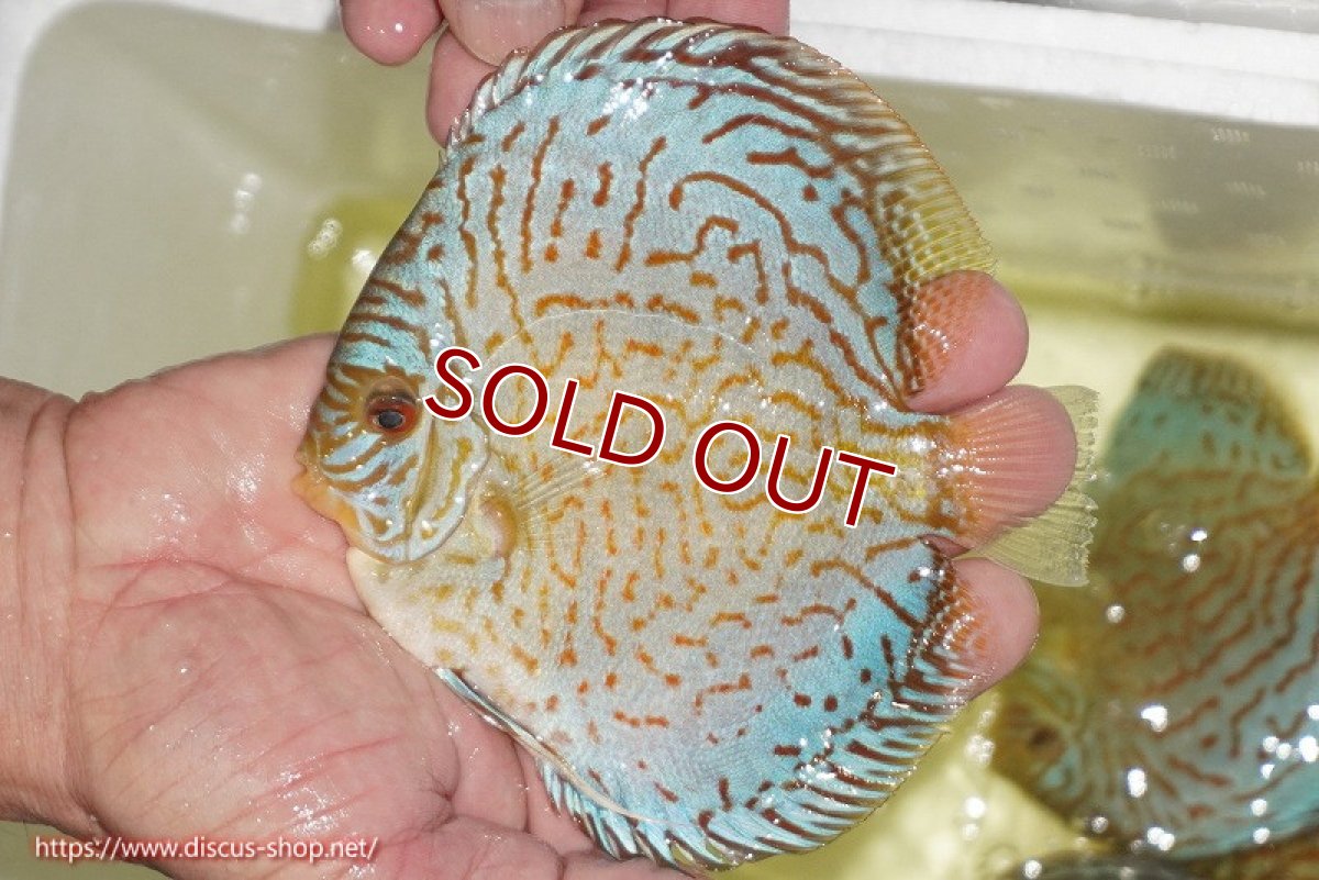 画像2: 【ディスカス】【通販】アルタムロイヤルブリリアント（ハイフォーム）【個体販売】12cm（生体）マレーシア　NAディスカスファーム (2)