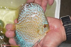 画像3: 【ディスカス】【通販】アルタムロイヤルブリリアント（ハイフォーム）【個体販売】12cm（生体）マレーシア　NAディスカスファーム (3)