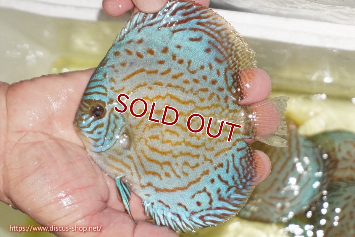 画像1: 【ディスカス】【通販】アルタムロイヤルブリリアント（ハイフォーム）【個体販売】12cm（生体）マレーシア　NAディスカスファーム (1)