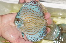 画像1: 【ディスカス】【通販】アルタムロイヤルブリリアント（ハイフォーム）【個体販売】12cm（生体）マレーシア　NAディスカスファーム (1)