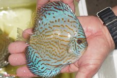 画像2: 【ディスカス】【通販】アルタムロイヤルブリリアント（ハイフォーム）【個体販売】12cm（生体）マレーシア　NAディスカスファーム (2)