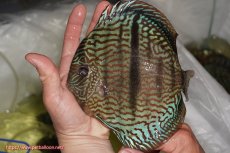 画像1: 【決算セール クーポンご利用で更に10％OFF対象商品】【ディスカス】【通販】ヤムンダブルームーンヘッケルクロス（ハイフォーム　プレミアムグレード）【個体販売】17cm（生体）マレーシア　KLディスカスファーム (1)