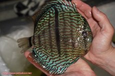 画像2: 【決算セール クーポンご利用で更に10％OFF対象商品】【ディスカス】【通販】ヤムンダブルームーンヘッケルクロス（ハイフォーム　プレミアムグレード）【個体販売】17cm（生体）マレーシア　KLディスカスファーム (2)